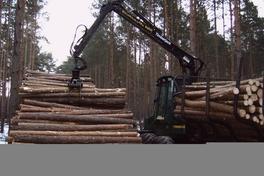 Holzerntearbeiten beginnen im Revier Altstadt Forst