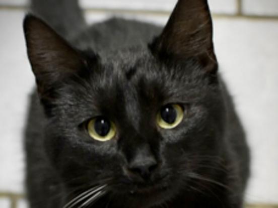 schwarzer Kater Bo schaut nach oben.