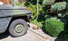 Zwischen Gebüsch und Geländewagen tauchte die Entenfamilie auf.