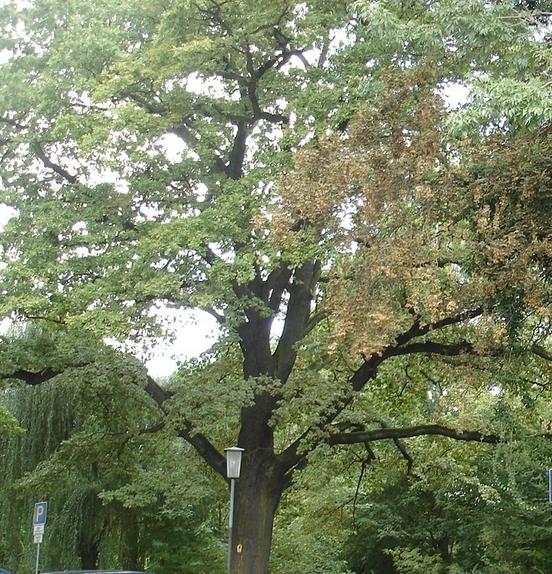 Naturdenkmal 19: Stieleiche (Quercus robur) am Parkplatz Grabenstraße 4