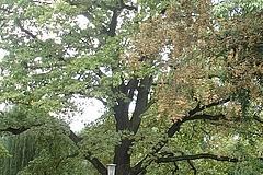 ND 19: Stieleiche (Quercus robur)