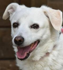 weißer Hund mit offenen Maul.