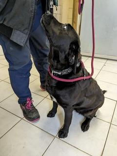 Aufnahmen der Labradorhündin.