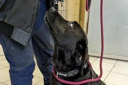 Aufnahmen der Labradorhündin.