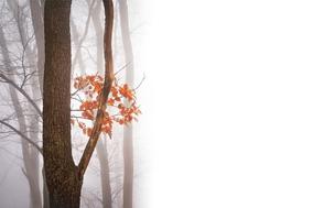 Herbst