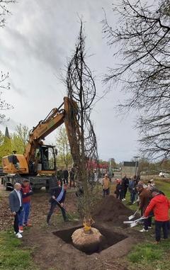Gemeinsames Eingraben der neuen Sumpfzypresse