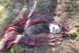 Ein toter Hund auf einer Wolldecke.