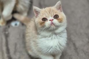 eine Perserkatze schaut nach oben