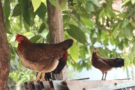 Aufstallungspflicht für Hausgeflügel wird ab dem 09.04.2022 aufgehoben