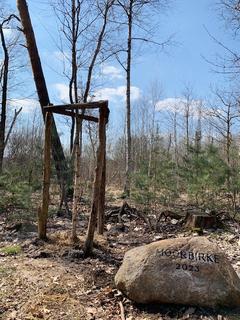 Junger Birkenbaum im Wald, daneben ein Stein mit der Aufschrift "Moorbirke 2023"
