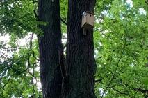Nistkasten hängt am Baum