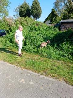 Reh wurde unverletzt in die Natur entlassen