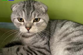 grau-getigerter Kater liegt auf einer Decke.