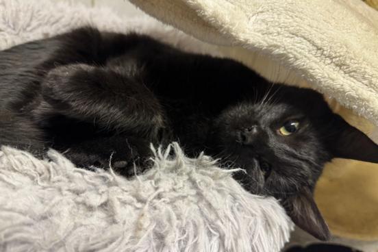 schwarzer Kater Bo kuschelt sich in seine Decke.