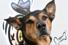 der schwarz-braune Hund Milow