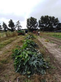 Beet auf einen Gemeinschaftsfeld