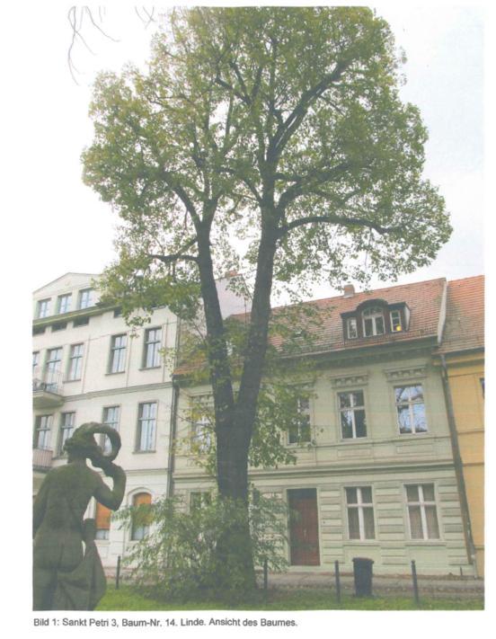 Baumfällung in der Straße Sankt Petri am Dom