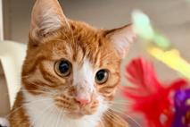 Oli schaut verträumt