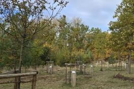 Grünfläche mit Bäumen