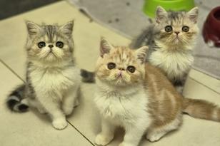 drei Perserkatzen