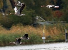 Wildgänse, die übern Beetzsee fliegen