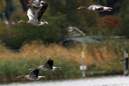 Wildgänse, die übern Beetzsee fliegen