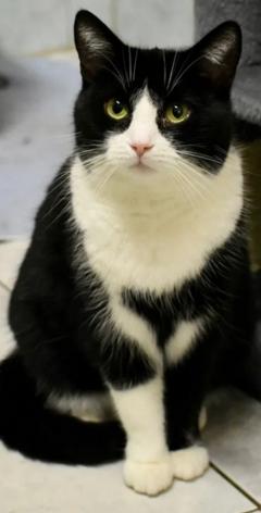 schwarz-weiße Katze