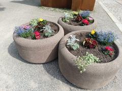 Neu bepflanzte Blumenkübel am Neustädtischen Markt.