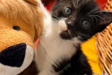 Eine schwarzweiße Katze spielt mit einem Kuscheltier-Löwen.