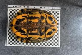 Schmuckschildkröte (vermutlich eine Trachemys scripta elegans)