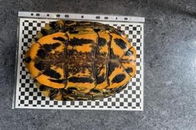 Schmuckschildkröte (vermutlich eine Trachemys scripta elegans)