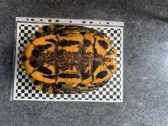 Schmuckschildkröte (vermutlich eine Trachemys scripta elegans)