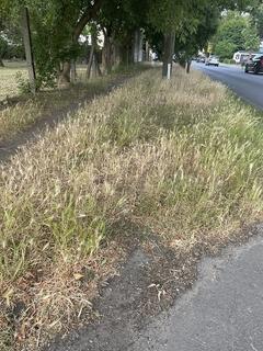 etwas höher stehender Rasen am Straßenrand