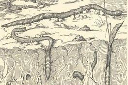 Der Regenwurm – Wissenschaftstheater mit Fräulein Brehm 