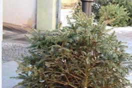 Weihnachtsbaum zum entsorgen
