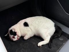 Der Kater wurde in Klein Kreutz angefahren und verletzt.