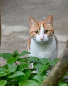 rot weißer Kater der sich hinter einer Pflanze versteckt.