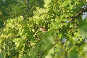 Vogel im Baum