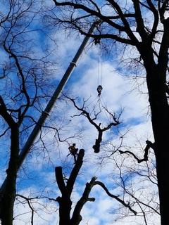 Stück für Stück wurde der Baum gekürzt.