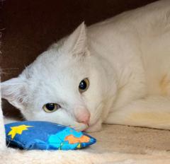 weiße Katze, die ihren Kopf auf ein Kissen legt.