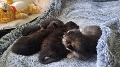 schwarze Babykatzen
