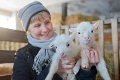 Lämmchen vom Skuddenhof