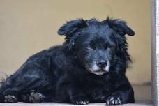 sitzender schwarzer Hund.