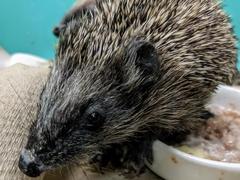 Ein Igel im Krugpark-Quartier.
