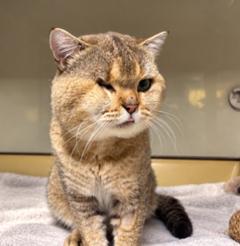 getigerter Kater mit verletzten Auge.