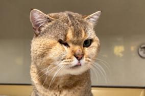 getigerter Kater mit verletzten Auge.