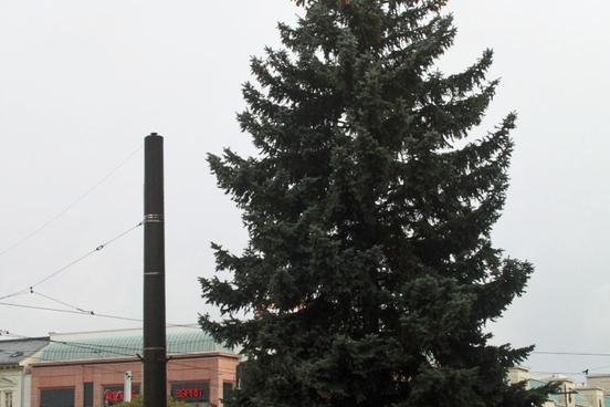 Brandenburger Weihnachtsbaum in der Innenstadt aufgestellt