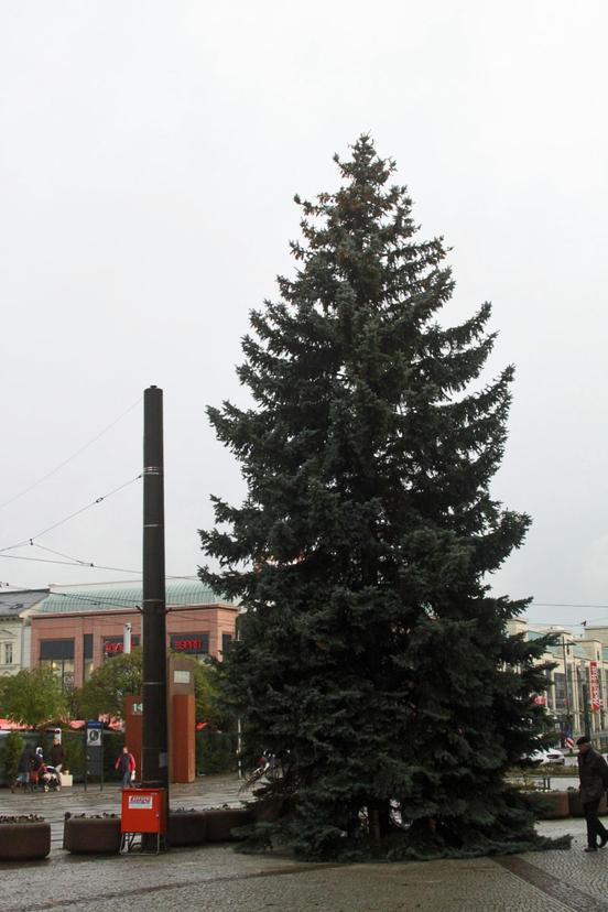 Brandenburger Weihnachtsbaum in der Innenstadt aufgestellt
