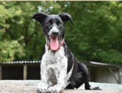 Hund Mara sitzt und steckt die Zunge raus.