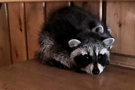 Waschbär, der sich verkriecht.